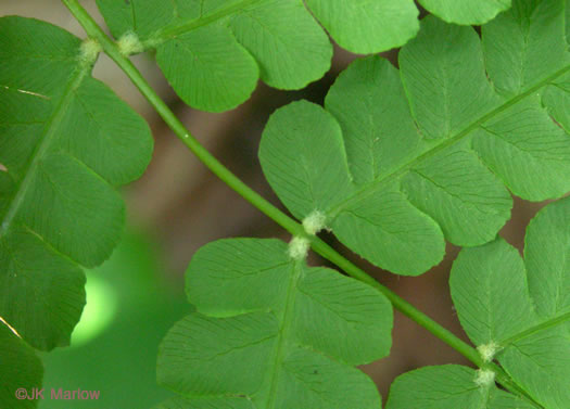 image of Osmundastrum cinnamomeum, Cinnamon Fern