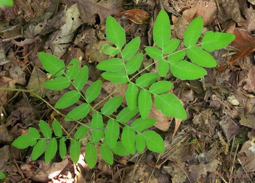 image of Osmunda spectabilis, American Royal Fern