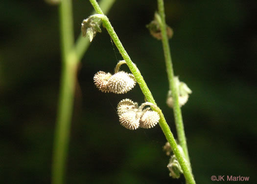 image of Andersonglossum virginianum, Southern Wild Comfrey, Southern Hound’s-tongue