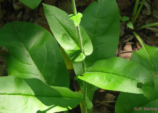 image of Andersonglossum virginianum, Southern Wild Comfrey, Southern Hound’s-tongue