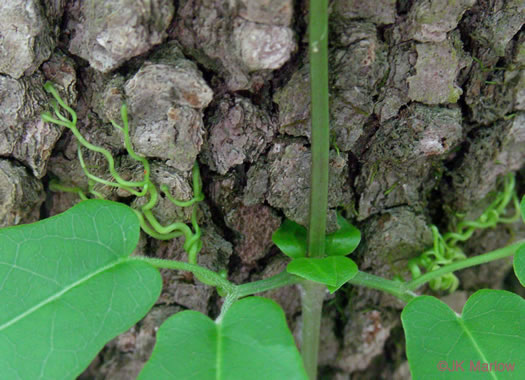 image of Bignonia capreolata, Crossvine