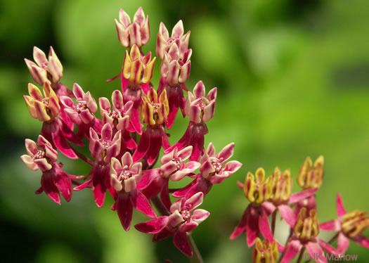 image of Asclepias rubra, Purple Savanna Milkweed, "Red Milkweed", Bog Milkweed