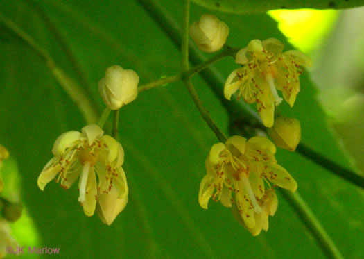 image of Tilia americana var. heterophylla, Mountain Basswood, White Basswood