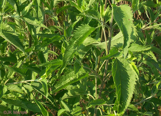 image of Eupatorium serotinum, Late-flowering Boneset, Late-flowering Thoroughwort, Late Eupatorium, Late Boneset