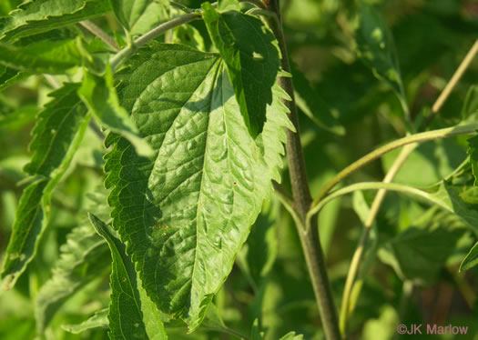 image of Eupatorium serotinum, Late-flowering Boneset, Late-flowering Thoroughwort, Late Eupatorium, Late Boneset