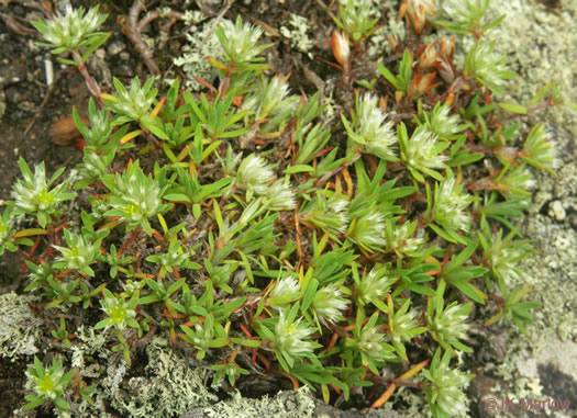 image of Paronychia argyrocoma, Silverling, Silver Whitlow-wort, Silvery Nailwort