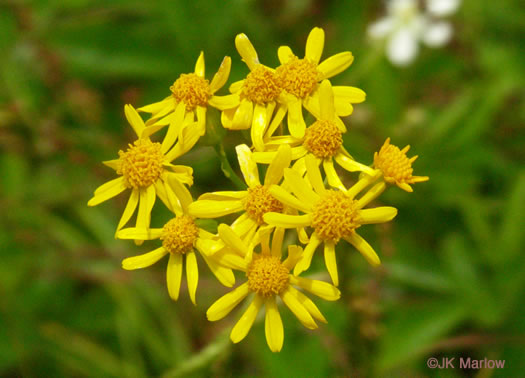 image of Packera schweinitziana, Robbins' Ragwort, New England Ragwort, New England Groundsel, Schweinitz's Ragwort