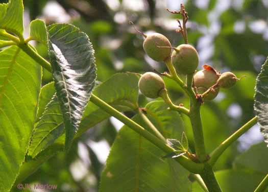 image of Aesculus flava, Yellow Buckeye