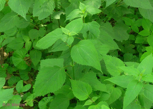 image of Ageratina roanensis, Appalachian White Snakeroot, Appalachian Milk-poison, Appalachian Snakeroot