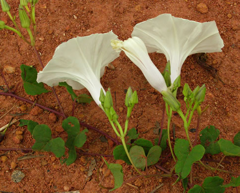 image of Ipomoea pandurata, Manroot, Wild Potato Vine, Man-of-the-earth, Wild Sweet Potato