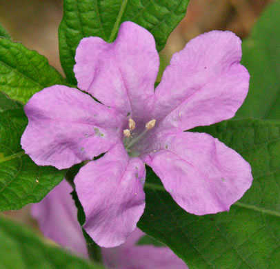 image of Ruellia caroliniensis, Carolina Wild-petunia, Common Wild-petunia, Hairy Ruellia