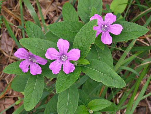 image of Ruellia caroliniensis, Carolina Wild-petunia, Common Wild-petunia, Hairy Ruellia