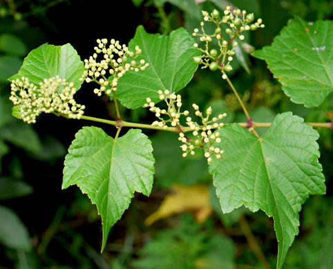 image of Ampelopsis glandulosa, Porcelain-berry, Amur Peppervine