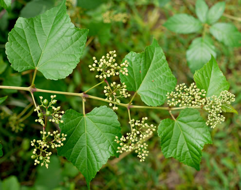 image of Ampelopsis glandulosa, Porcelain-berry, Amur Peppervine