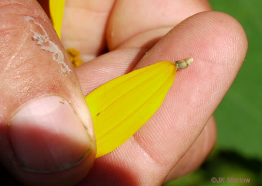 image of Heliopsis helianthoides var. helianthoides, False Sunflower, Eastern Oxeye, Eastern Sunflower-everlasting, Smooth Oxeye