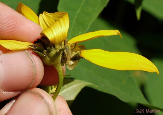 image of Heliopsis helianthoides var. helianthoides, False Sunflower, Eastern Oxeye, Eastern Sunflower-everlasting, Smooth Oxeye