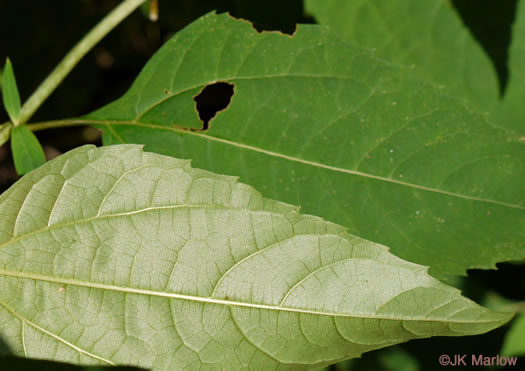 image of Heliopsis helianthoides var. helianthoides, False Sunflower, Eastern Oxeye, Eastern Sunflower-everlasting, Smooth Oxeye