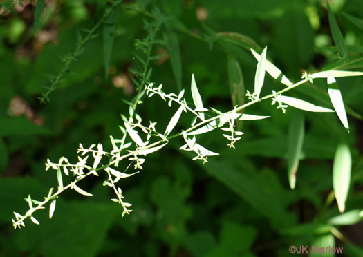 image of Symphyotrichum lateriflorum, Calico Aster, Starved Aster, Goblet Aster