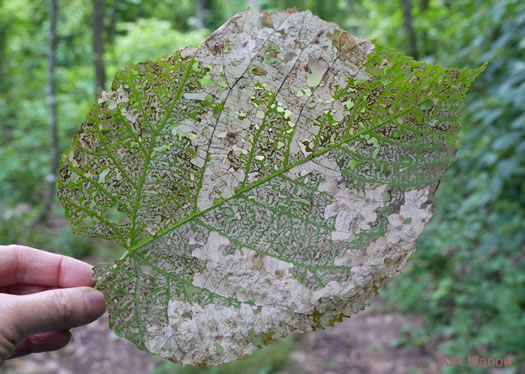 image of Tilia americana var. heterophylla, Mountain Basswood, White Basswood