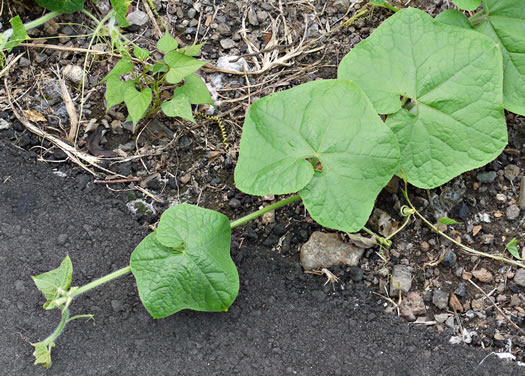 Sicyos angulatus, Bur-cucumber, Star-cucumber, Nimble-Kate