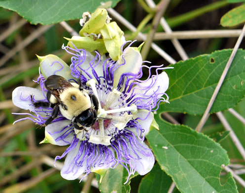 image of Passiflora incarnata, Purple Passionflower, Maypop