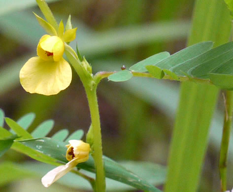 image of Chamaecrista nictitans var. nictitans, Sensitive Partridge-pea, Common Sensitive-plant