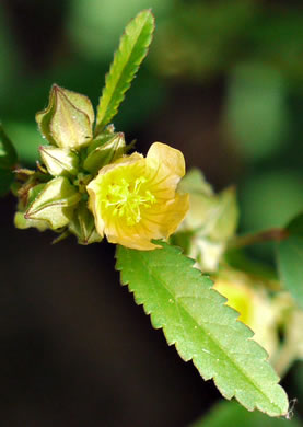 image of Sida spinosa, Prickly Fanpetals, Prickly Sida, Prickly Mallow, False-mallow