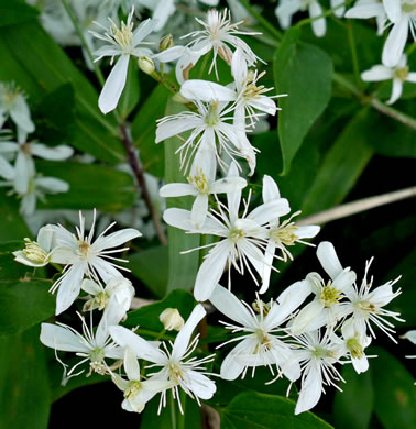 image of Clematis terniflora, Sweet Autumn Clematis, Yam-leaved Clematis, Sweet Autumn Virgin's Bower, Japanese Virgin's-bower