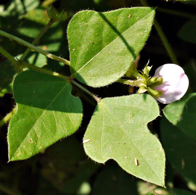 Strophostyles helvola, Annual Sand Bean, Beach Pea, Trailing Wild Bean, Trailing Fuzzy-Bean