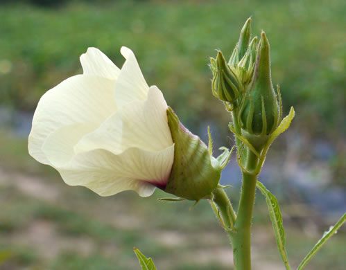 image of Abelmoschus esculentus, Okra, Gumbo