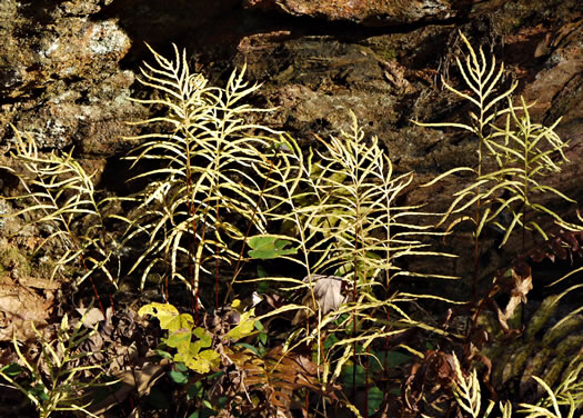 image of Lorinseria areolata, Netted Chain-fern, Net-veined Chainfern