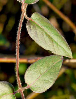 image of Lonicera japonica, Japanese Honeysuckle