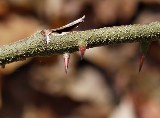 prickles