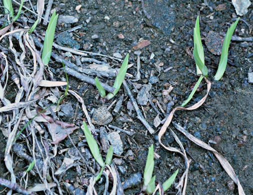 image of Iris cristata, Dwarf Crested Iris