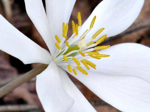 image of Sanguinaria canadensis, Bloodroot, Red Puccoon