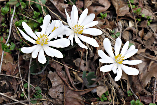 image of Sanguinaria canadensis, Bloodroot, Red Puccoon