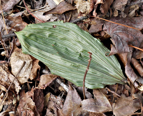 image of Aplectrum hyemale, Puttyroot, Adam-and-Eve