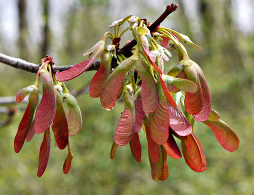 image of Acer saccharinum, Silver Maple, Soft Maple