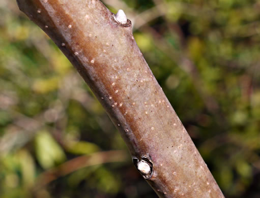 image of Rhus glabra, Smooth Sumac, Common Sumac