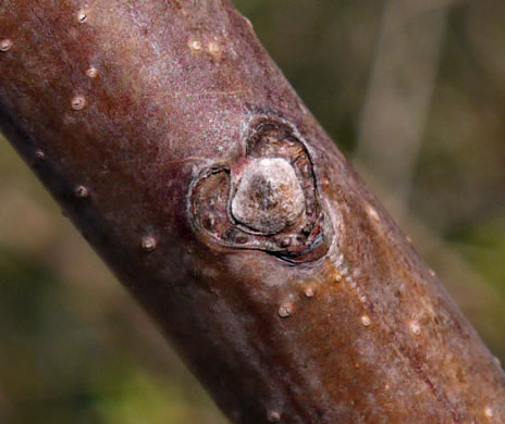 image of Rhus glabra, Smooth Sumac, Common Sumac