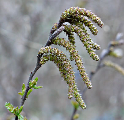 image of Comptonia peregrina, Sweet-fern