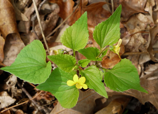 image of Viola glaberrima, Northern Wedgeleaf Violet