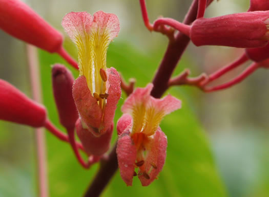 image of Aesculus pavia var. pavia, Red Buckeye