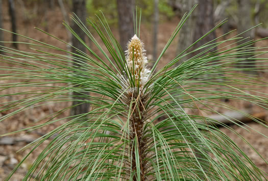 image of Pinus palustris, Longleaf Pine, Southern Pine