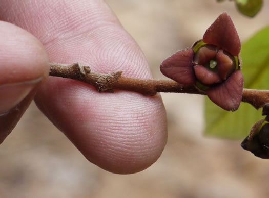 image of Asimina parviflora, Small-flowered Pawpaw, Small-fruited Pawpaw, Dwarf Pawpaw