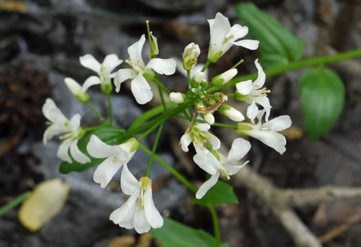 image of Cardamine bulbosa, Bulbous Bittercress, Spring Cress