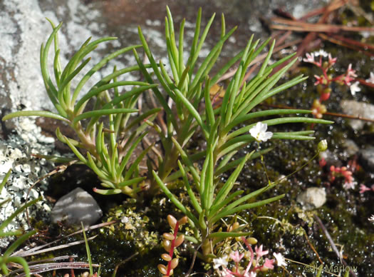 image of Phemeranthus mengesii, Menges' Fameflower, Large-flowered Fameflower, Menges' Rock-pink, Large-flowered Rock-pink