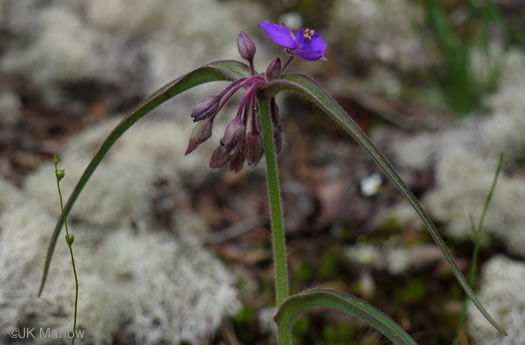 image of Tradescantia hirsuticaulis, Hairy Spiderwort