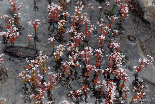 image of Diamorpha smallii, Elf-orpine