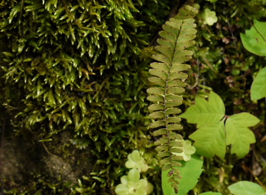 image of Asplenium resiliens, Blackstem Spleenwort